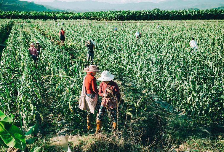 解药|解药很甜思念很玄