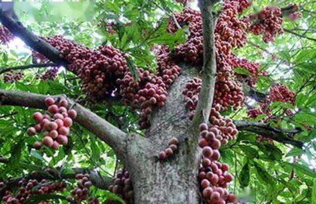 坚果是什么树上的果实 a51cd2248f4e455ebd2d4462526b2c76.jpeg