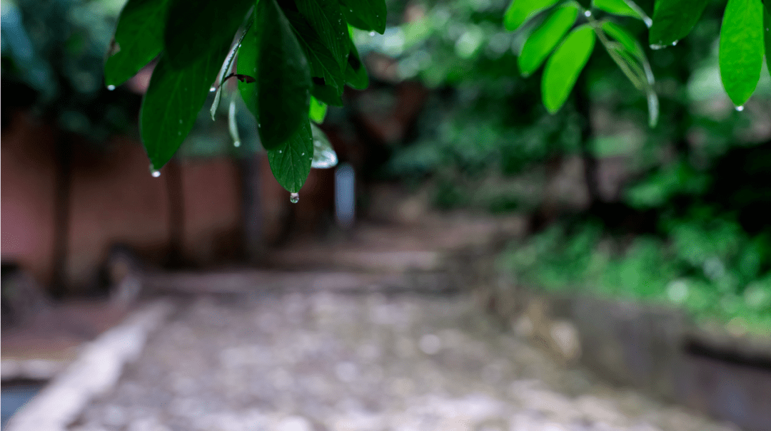 雨中的树是最美的景,它们欣然接受大自然的洗礼,瞬间焕发出奕奕神采.