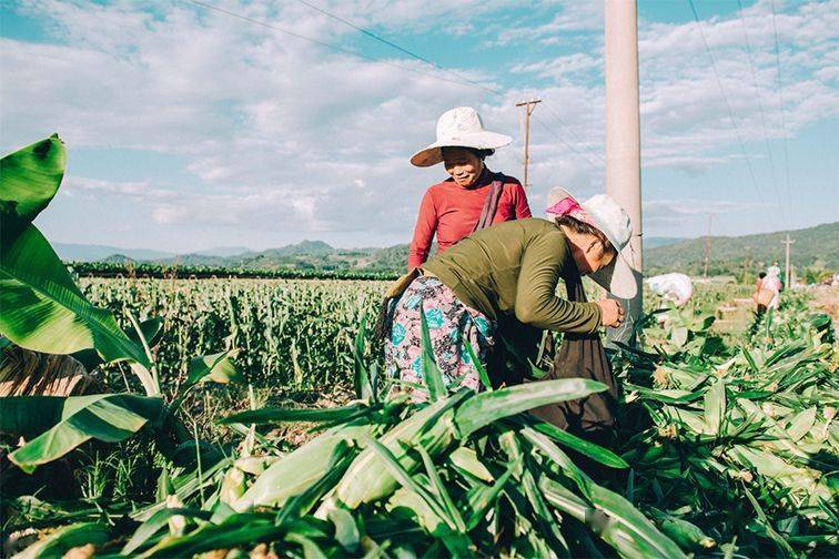 解药|解药很甜思念很玄