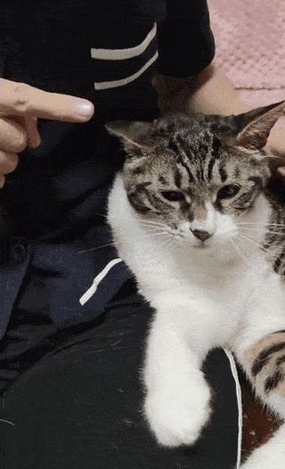 因为橘猫有口臭,铲屎官就