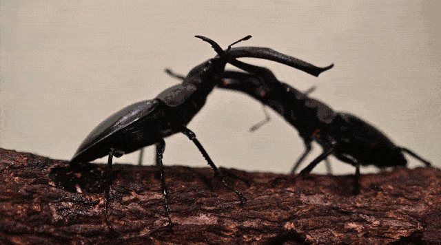 风靡全国的昆虫展要来攀枝花啦!