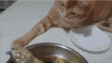 搞笑动态趣图gif:内有狼狗还是傻狗_水都