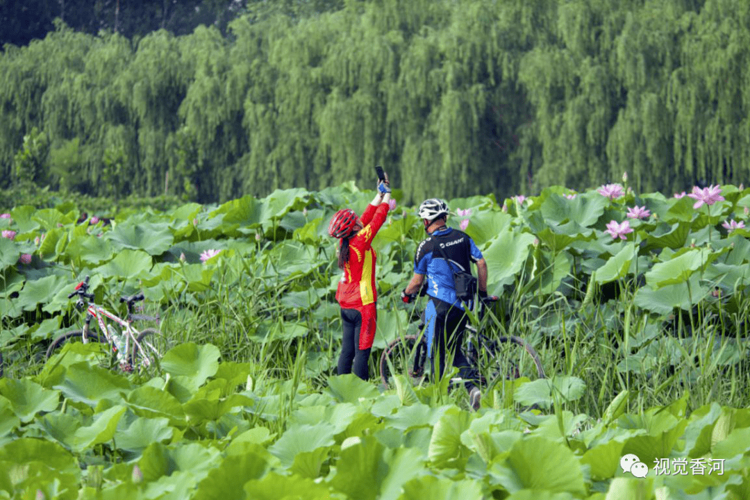 【荷香香河】线上摄影展(二)