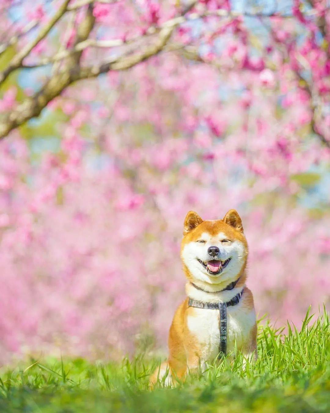 100张网红日本柴犬の美照治愈了无数人愿山河无恙岁月无殇