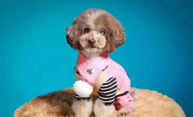 怎么做玩具小狗的东西 30ec9c7d04c34af4807b8da7b88a8ec9.jpeg