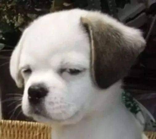 我摊牌了,我被42岁富婆的相亲广告骗了!