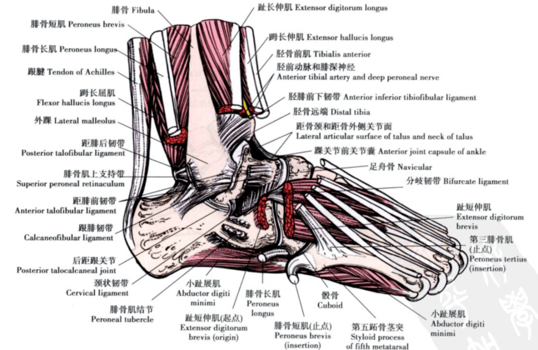 踝关节损伤的病因如何处理以及预防措施(附踝关节解剖