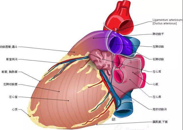 影像解剖这组心脏解剖图太赞了珍藏