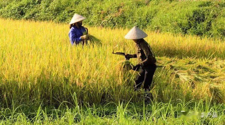 种地不挣钱,打工没人要,农民的未来在哪里?