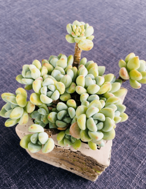 青岛市|即墨区总工会专场！周四晚19：30开播！青岛市总工会“惠工助企”直播团购会第十九期！