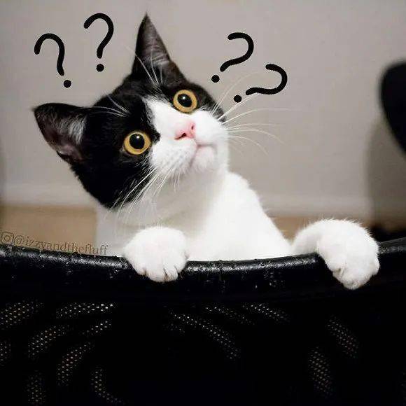 猫的名字大全100个 1b29238020f84c93ac4496cbdc8a8fa8.jpeg