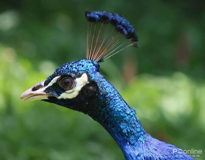 慢动作|2.6w还买不到？EOS R5玩8K视频，高端PC直接崩