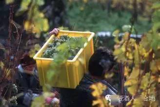 的特点|10 句话概括德国雷司令葡萄酒的特点