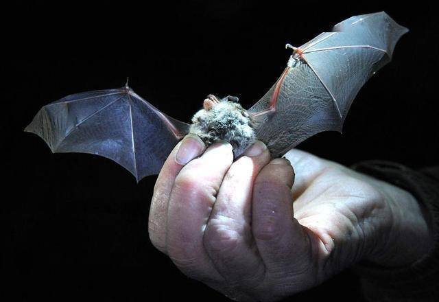 《自然-微生物学》杂志最新溯源：新冠病毒谱系可能已经在蝙蝠中传播数十年！阴谋论站不住脚了