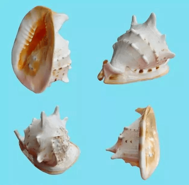 珍珠|这些世间罕见的珍珠，你拿着钱都买不到！