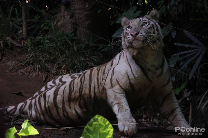 慢动作|2.6w还买不到？EOS R5玩8K视频，高端PC直接崩