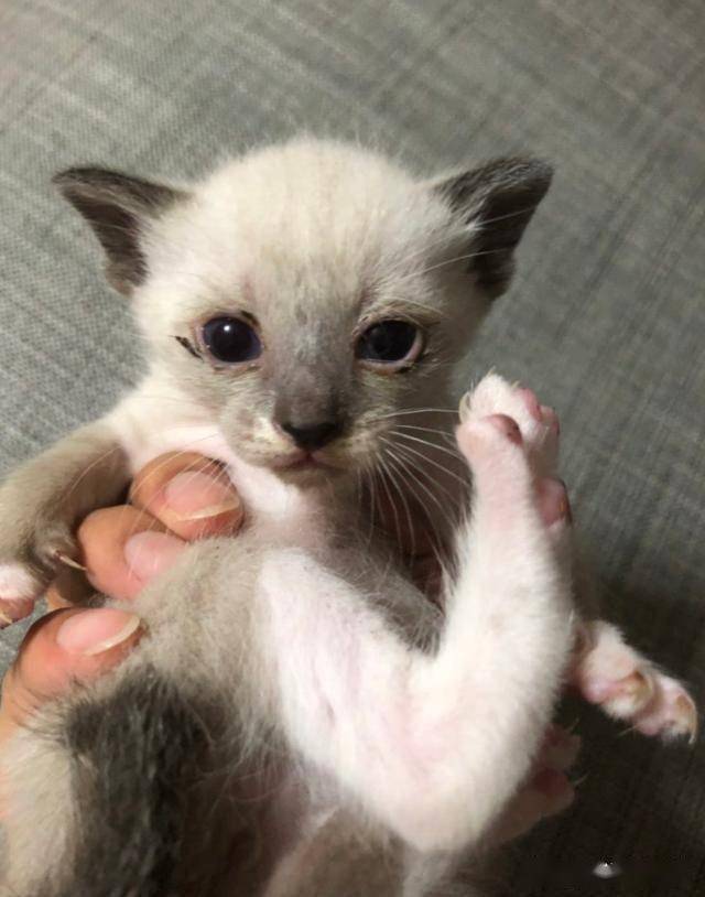 狸猫换太子的狸猫是什么颜色的 d0af6512f1cf44cb91c182392a6490ec.jpeg