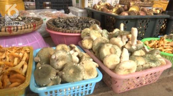 一家人|不敢相信！已有12人身亡！吃青头菌也中毒？