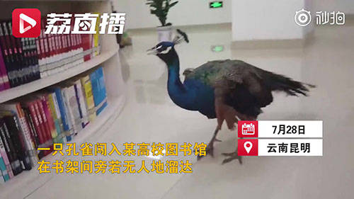 孔雀|孔雀跑进高校图书馆淡定看书 网友：又美又飒又有文化