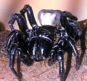 地球十种最毒的剧毒蜘蛛,遇上赶紧跑!