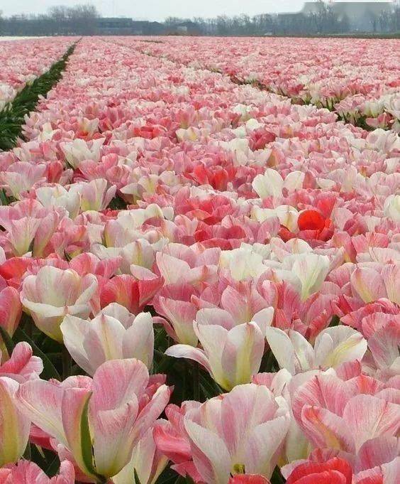 世界最漂亮的花海 53ae7bec146e4deab6afe0cd08761ee6.jpeg