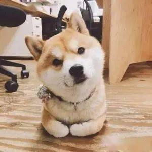 如何给柴犬洗澡？