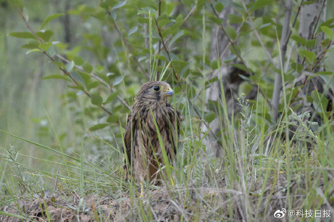 动物|“大胆翱翔吧！”5只国家二级保护动物红隼重回大自然