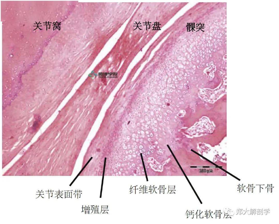 颞下颌|关节_软骨