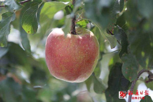 苹果|昭通“昭阳红”苹果开始采摘 今年产值有望达9600万元