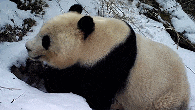 大熊猫河里冲浪上演国宝式狗刨 （福利视频如下）