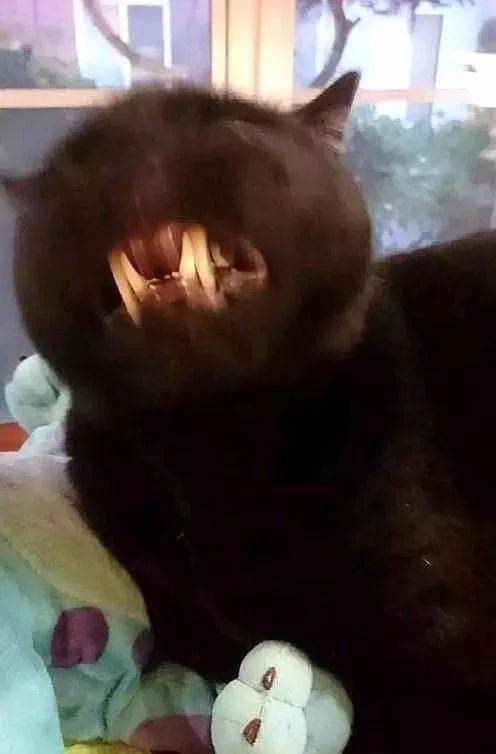 年拍|铲屎官必看!被誉为拍猫教父的他,70年拍猫历史全在这