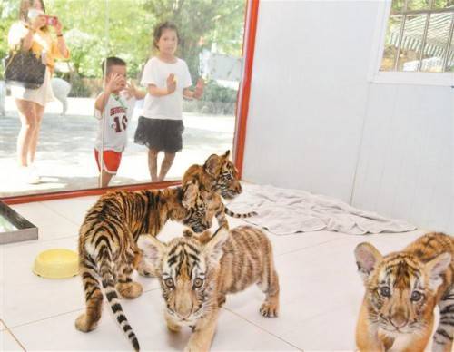 母虎|小老虎受游客喜爱