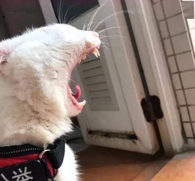 年拍|铲屎官必看!被誉为拍猫教父的他,70年拍猫历史全在这