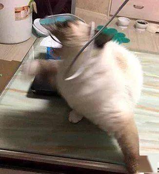 年拍|铲屎官必看!被誉为拍猫教父的他,70年拍猫历史全在这