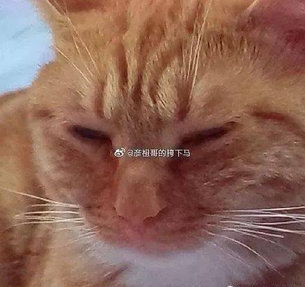 年拍|铲屎官必看!被誉为拍猫教父的他,70年拍猫历史全在这