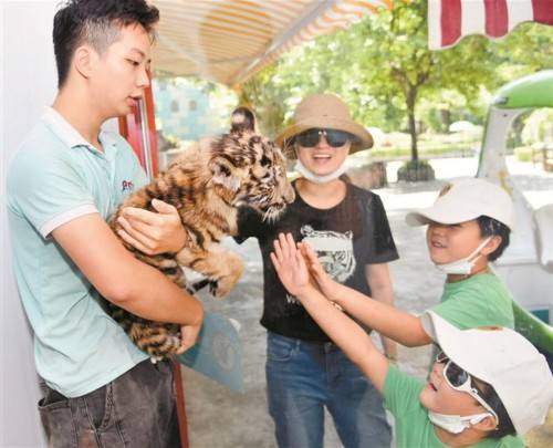 母虎|小老虎受游客喜爱