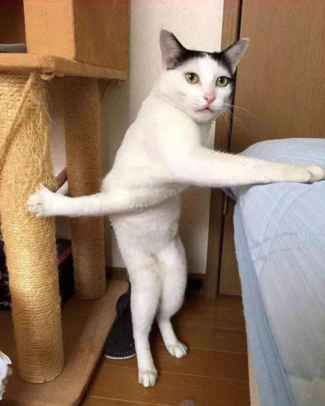 年拍|铲屎官必看!被誉为拍猫教父的他,70年拍猫历史全在这