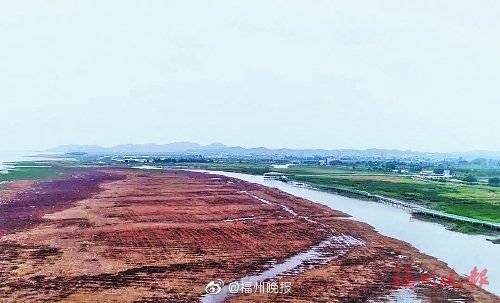 闽江|闽江河口湿地打败“超级入侵者”