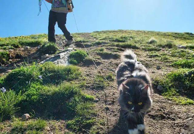 可以带猫去爬山吗这只猫跟着主人游山玩水成为网红