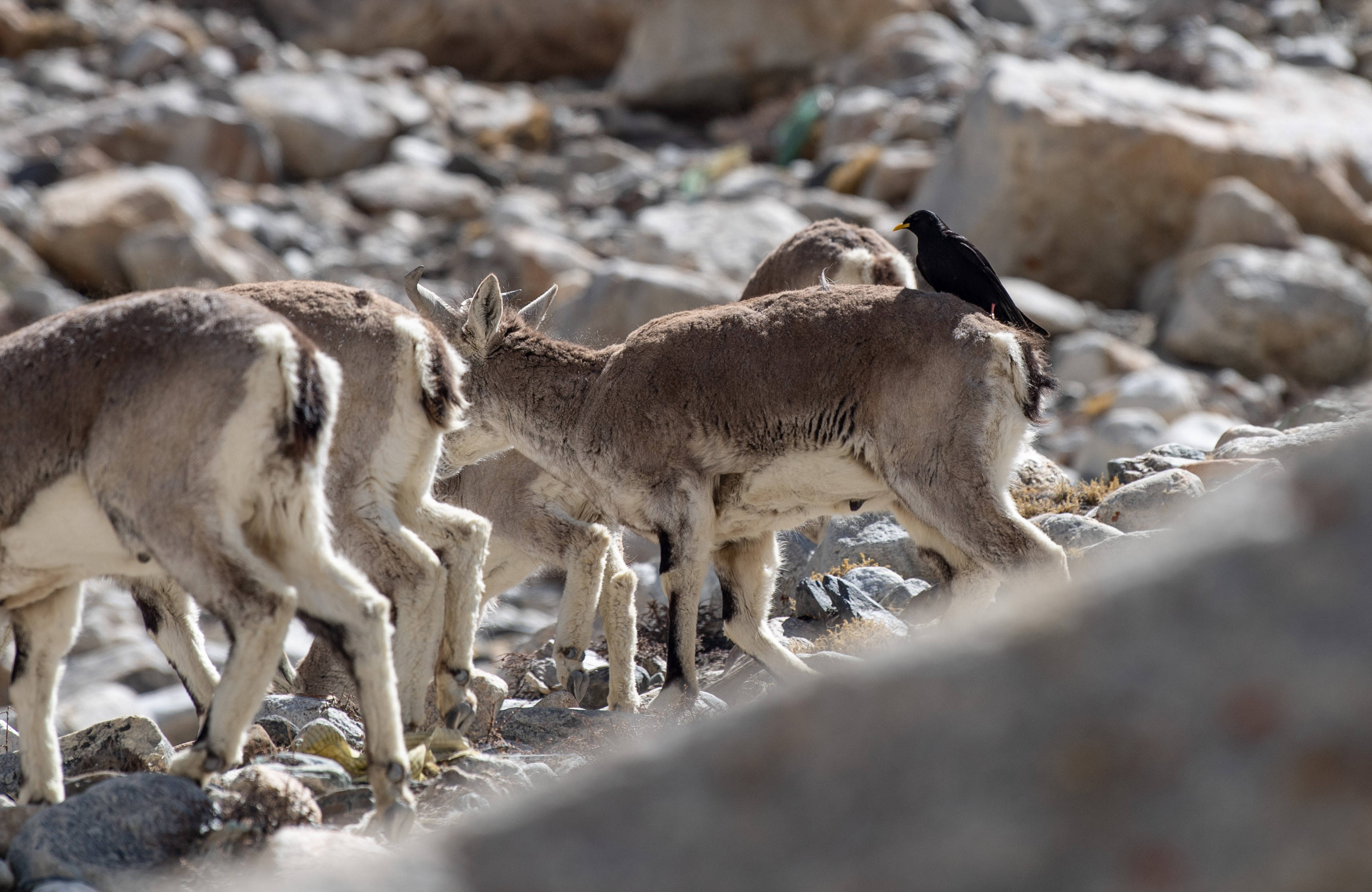 生态|“最美第三极”：筑起生态文明高地