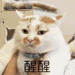 物业|这物业霸气！业主子女考上清华、北大奖励1亿？！真的么…