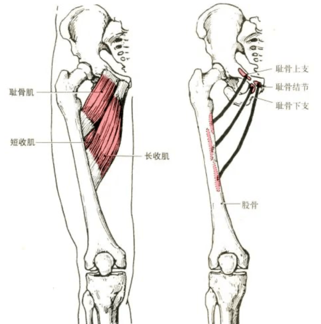 止点:长收肌止于股骨粗线内侧唇中部,短收肌止于股骨粗线上部.