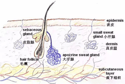 顶泌汗腺和外泌汗腺,又称为大汗腺和小汗腺.