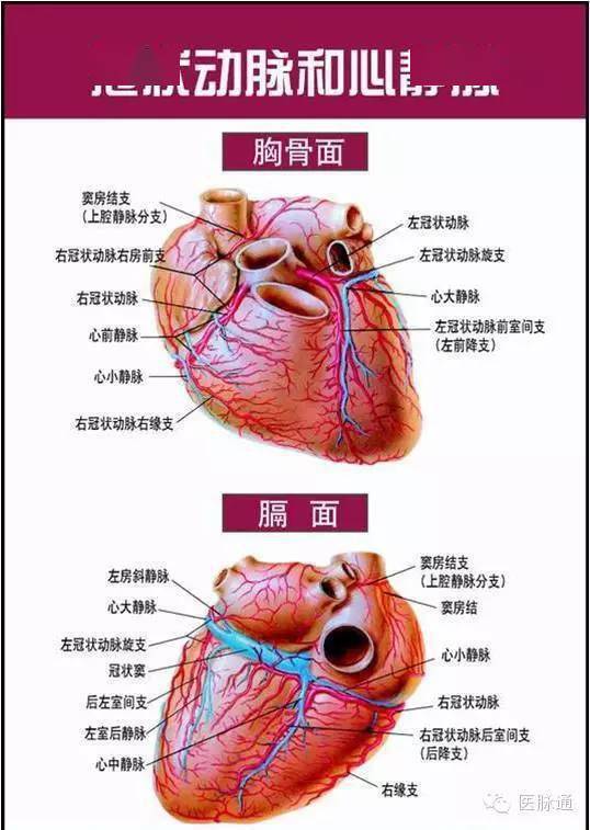 美图时刻唯美的心脏解剖图片