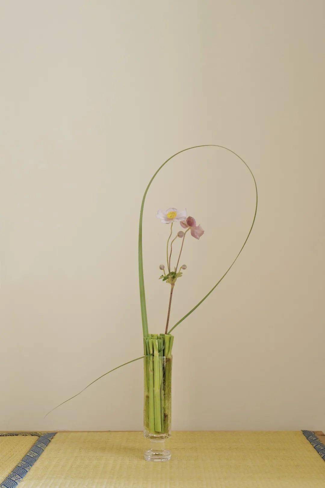 植物|她们的家，美得很让人种草