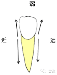 或近似三角形的卵圆形卵圆形大小大小上颌中切牙上颌侧切牙(三)上颌中