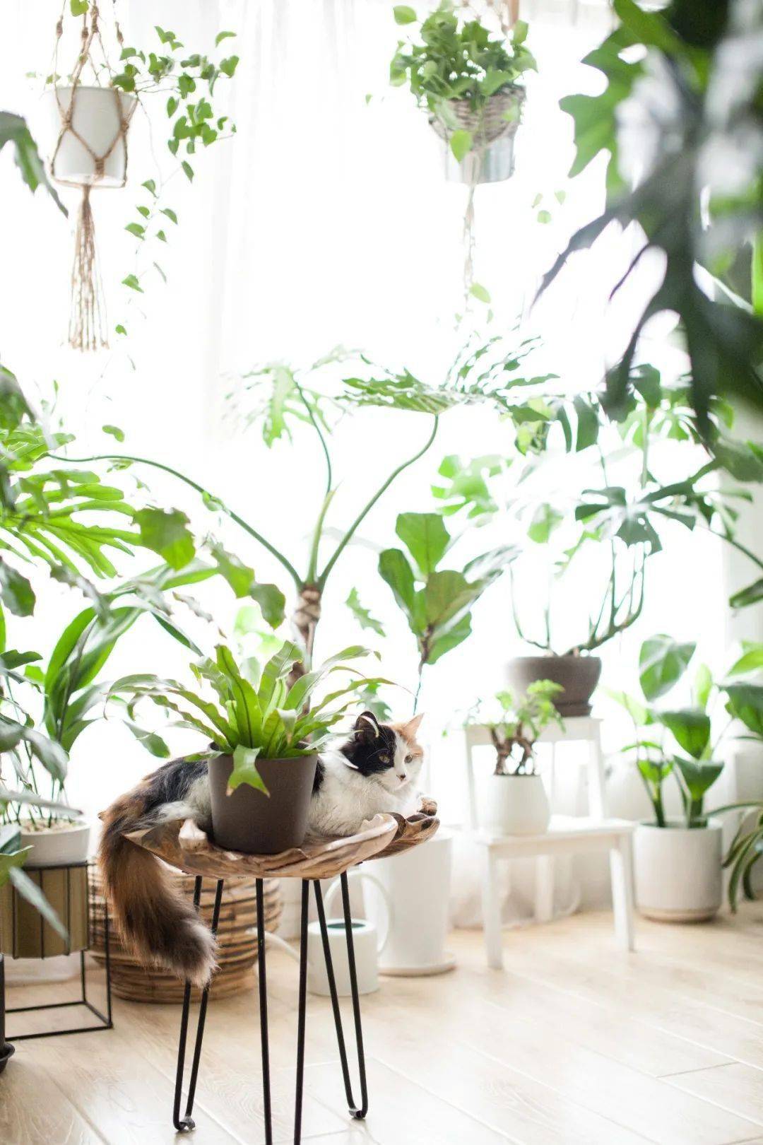 植物|她们的家，美得很让人种草