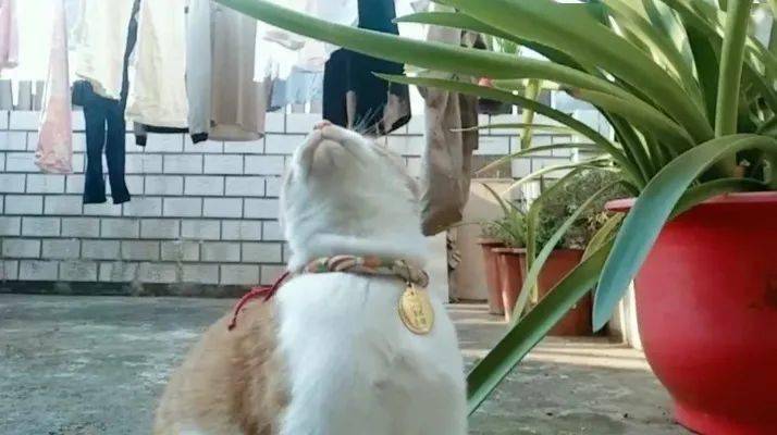 看图猜成语独字在三面_看图猜成语(3)