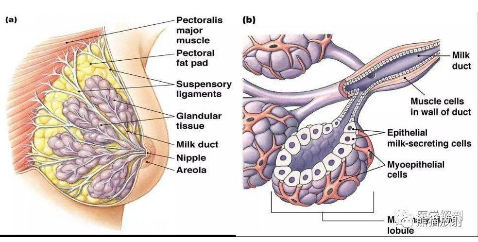 解剖收藏丨女性生殖系统,乳腺解剖图谱
